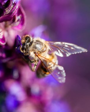 Adaçayı çiçeğinin üzerinde canlı mor bir arka planı olan bir arının makro çekimi..