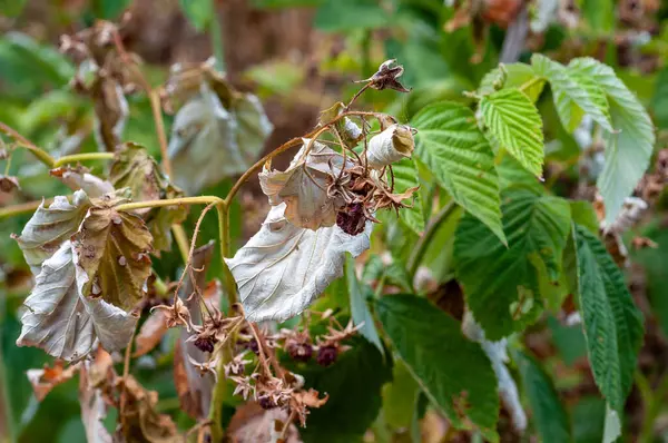 stock image Dry raspberry plants showing the effects of extreme weather conditions.