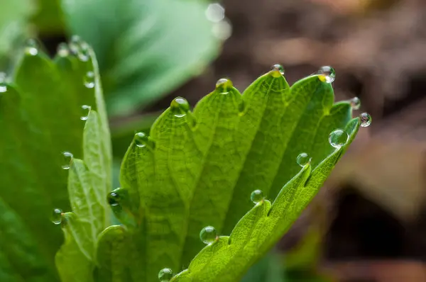 stock image A strawberry leaf with bright dew drops that look like pearls, close-up shot.