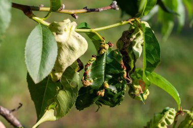Yaprak kıvırcık hastalığından muzdarip şeftali ağacı, bozulmuş ve rengi değişmiş yapraklarla karakterize edilir..