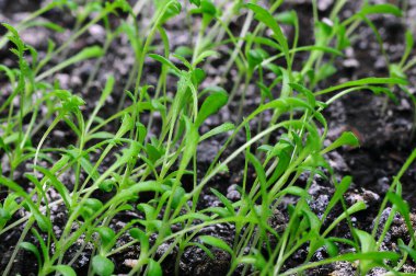 Genç çiçek filizleri bir bahçe yatağında, karanlık, zengin topraktan filizleniyor..