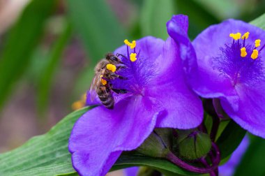 Mor bir örümceğin polen saçan arısının yakın çekimi doğanın güzelliğini gözler önüne seriyor..