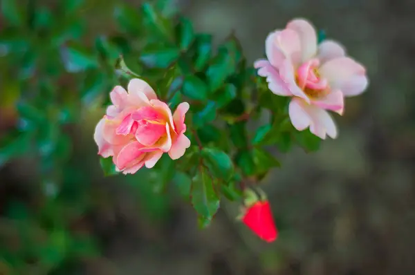 stock image Close-up of Peace roses blooming with lush green leaves in a garden.