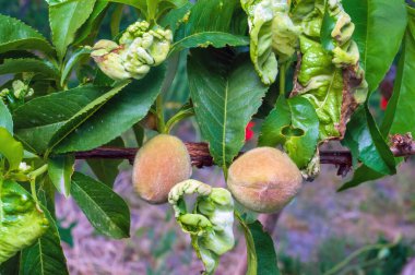 Yeşil şeftali ve yapraklar şeftali yaprağı kıvırcık hastalığına yakalanmış, karakteristik belirtileri gösteriyor..