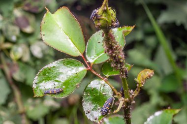 Yaprak bitleri ve uğur böceği larvalarıyla dolu bir gül sapının yakın çekimi..