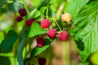 Olgun kırmızı ve olgunlaşmamış sarı böğürtlenlerin karışımıyla ahududu çalısı, yaz bahçesinde olgunlaşmanın aşamalarını gösteriyor..