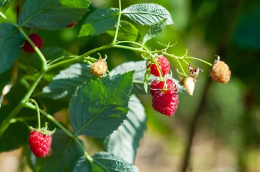 Olgun ve olgunlaşmamış ahudududu yakın plan, yeşil yapraklara karşı olgun meyvelerin canlı kırmızı rengini vurguluyor..