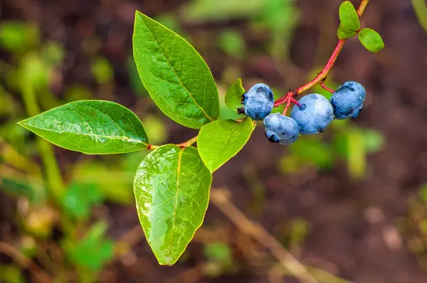 stock image Close-up of ripe blueberries on the bush with green leaves in the background