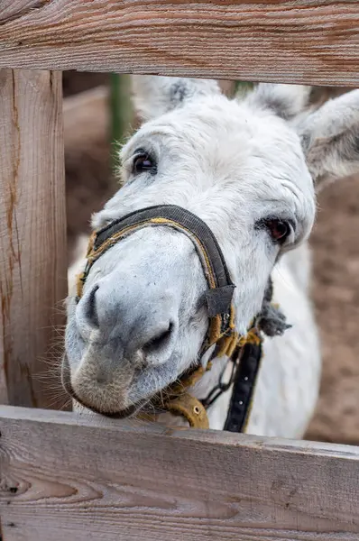 stock image White donkey with a harness looking through a wooden fence in a rural setting.