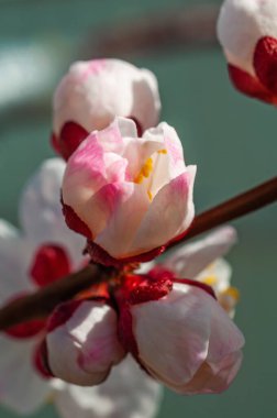 Tomurcuklanma aşamasında kayısı ağacı çiçeklerine yakın çekim, yumuşak pembe ve beyaz taç yaprakları nazikçe açılır. Görüntü, bulanık bir arka planla yaprakların narin dokusunu yakalar ve bir odak noktası oluşturur.