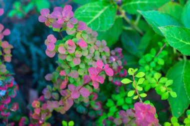 Bahçedeki renkli yaprakların yakın çekimi, yeşil, pembe ve mor renklerin karışımı..