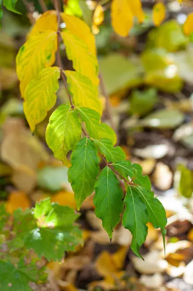 stock image A branch with green and yellow leaves in close-up, with a blurred background featuring more leaves in similar colors, indicating seasonal change.