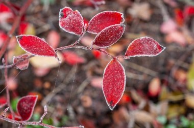 Kırmızı yaban mersini yapraklarının yakın plan çekimi, narin bir buz tabakasıyla serin bir sonbahar sabahını yakalıyor..
