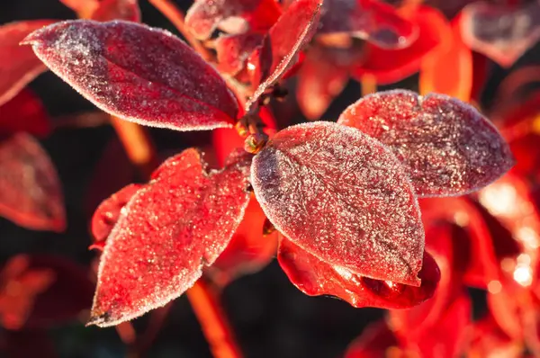 stock image Frost-covered blueberry leaves with vibrant red hues, signaling the onset of autumn.