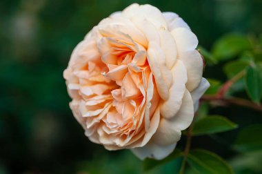 David Austin Juliet 'in narin şeftali çiçeklerini gösteren detaylı bir resmi..