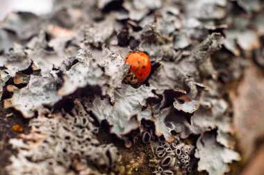 Yünlerin arasına gizlenmiş bir uğur böceğinin yakın çekimi mevsimsel değişimlerin ortasında kış uykusu davranışlarını sergiliyor..