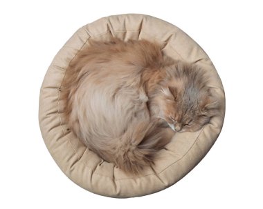 Uzun saçlı kedi rahat, yuvarlak bir yatakta dinleniyor, şekerleme yapıyor..
