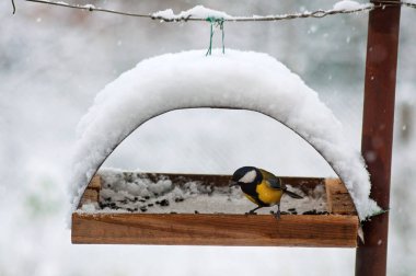 Great tit sitting on a snowy bird feeder in a winter scene.