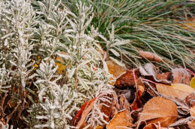 Autumn landscape with icy lavender, colorful leaves, and green ornamental grass. clipart