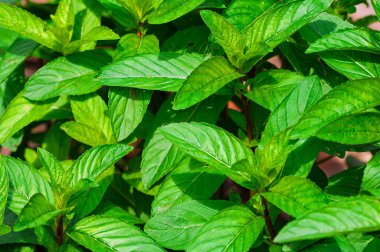 Baharat yatağında büyüyen taze nane yaprakları ve saplar, sağlık faydalarını ve çok yönlülülüklerini gösteriyor..