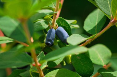 Bahçedeki yeşil bir çalıda iki olgun, yenilebilir hanımeli meyvesi erken olgunlaşan meyve veren bitkiler sergiliyor..
