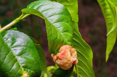 Mantar şeftali kıvırcığından etkilenen şeftali yaprağının ayrıntılı görüntüsü, hasarı ve dokuyu vurguluyor..