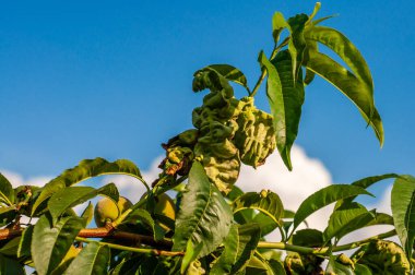 Şeftali yaprağı kıvırcık hastalığına yakın çekim ve güneşli havada meyve gelişimi.