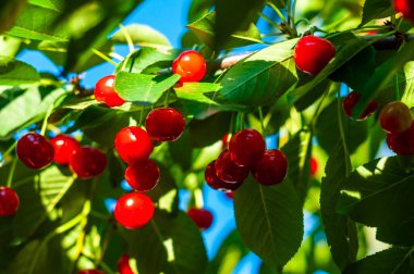 Yazın ağaçta taze kirazlar, parlak güneş ışığı ve mavi gökyüzü tarafından aydınlatılmış..