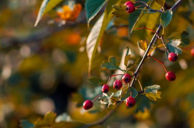 Hawthorn böğürtlenleri mevsimin özünü yakalamak için sonbahar yapraklı bir dala asılır..