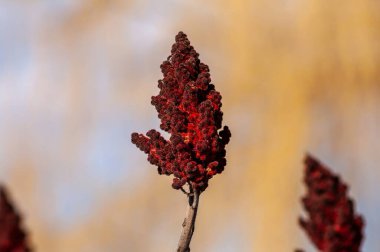 Bir dalda canlı kırmızı sumac meyvesi, aşçılık ve tıbbi önemini gözler önüne seriyor..