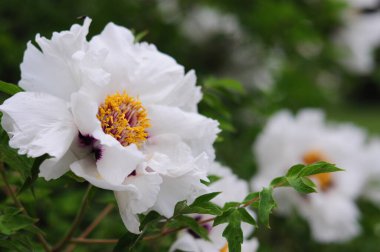 Çiçek açmış beyaz bir şakayığın yakın plan görüntüsü, narin taç yaprakları ve sarı-altın erkeklik organlarını sergiliyor..