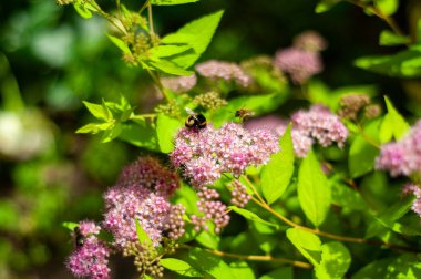 Bir yaban arısı ve bir bal arısı canlı yeşil bir bahçede narin pembe spirea çiçeklerinden nektar topluyor..