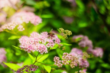 Bir bal arısı, daha fazla çiçek ve yemyeşil yapraklarla çevrili soluk pembe spirea çiçeklerinden oluşan bir demet üzerine düşer..