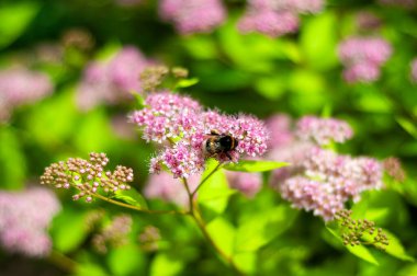 Pembe Spirea Çiçeklerinde Arı