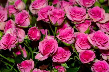 Bir sürü pembe gülün yakın plan görüntüsü..