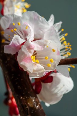 Bahar mevsiminde narin kayısı çiçeklerinin yakın plan görüntüsü yumuşak pembe ve beyaz taç yapraklarını ve canlı sarı merkezlerini gözler önüne seriyor..