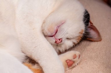 Bir yavru kedi bej bir yüzey üzerinde kıvrılır, pembe burnu ve pençeleri görünür..