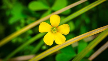 Tek, canlı, sarı bir çiçek yemyeşil yaprakların arasında çiçek açar..