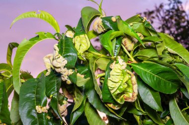 Şeftali ağacı yaprakları yaprak kıvrımından etkilenir, kıvrılmış, kalınlaşmış ve kırmızımsı mor yaprakları gösterir..