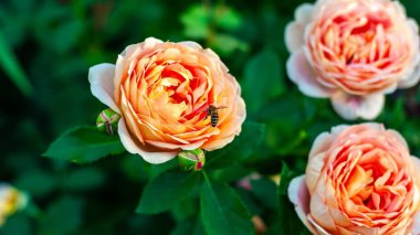 A honeybee pollinates a delicate peach-colored rose, surrounded by other roses and lush green foliage. The scene is peaceful and captures the beauty of nature. clipart