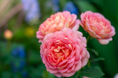 Three pink roses in full bloom, their delicate petals unfurling in a vibrant display. Soft sunlight bathes the scene, enhancing their beauty. clipart