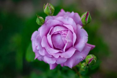 A fully bloomed light purple rose is the focus, surrounded by several unopened buds. The background is softly blurred, emphasizing the flower. clipart