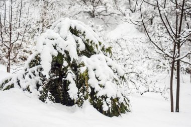 A snow covered evergreen shrub stands out in a winter scene amongst bare, snow laden branches. clipart