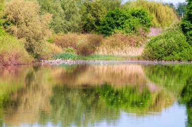 Huzurlu göl yemyeşil suları yansıtıyor. Kuşlar kıyıda dinleniyor, doğal ortamın sakin atmosferini güçlendiriyor..