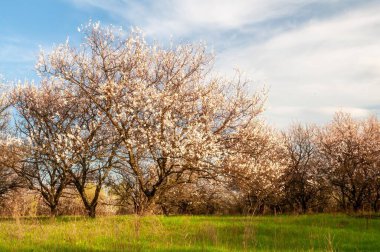 Bir bahar günü güneşli bir tarlada çiçek açan ağaçların büyüleyici manzarası..