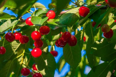 Olgun kırmızı kirazlar bir kiraz ağacının dallarında asılı durur. Güneş ışığı manzarayı aydınlatır..