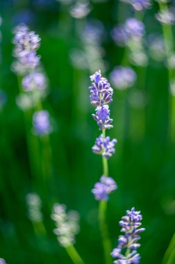 Diğer bulanık lavanta bitkileriyle çevrili, çiçek açmış tek bir lavanta sapının yakın görüntüsü.