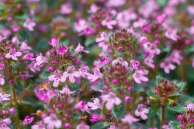 A field of blooming thyme flowers, densely packed together, showcases delicate pink petals and vibrant green foliage. clipart