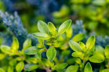 Canlı yeşil kekik yapraklarının yakın çekimi, dokularını ve taze görünüşlerini gözler önüne seriyor..