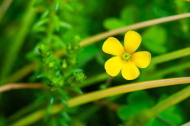 Tek, canlı, sarı bir çiçek yemyeşil yaprakların arasında çiçek açar..